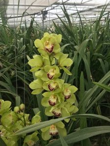 Amirsonis Orchids (1)