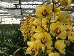 Amirsonis Orchids (10)