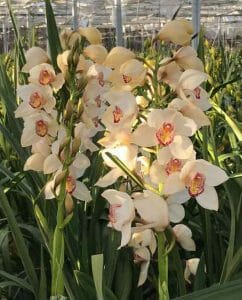 Amirsonis Orchids (11)