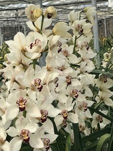 Amirsonis Orchids (12)