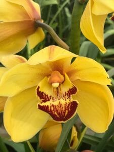 Amirsonis Orchids (13)