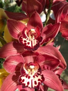 Amirsonis Orchids (14)