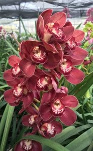 Amirsonis Orchids (16)