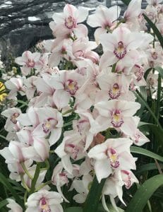 Amirsonis Orchids (2)