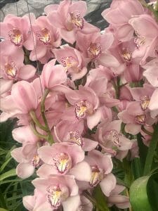 Amirsonis Orchids (3)