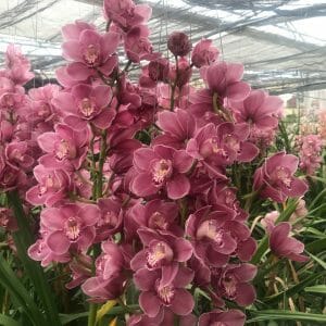 Amirsonis Orchids (4)