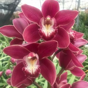 Amirsonis Orchids (5)