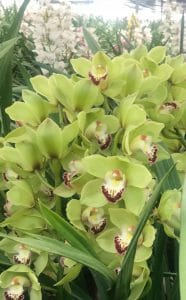 Amirsonis Orchids (6)