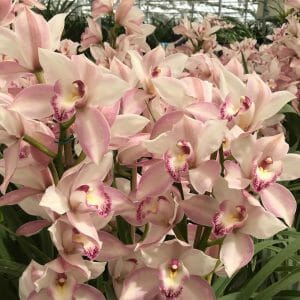 Amirsonis Orchids (7)