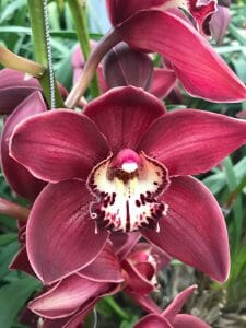 Amirsonis Orchids (8)