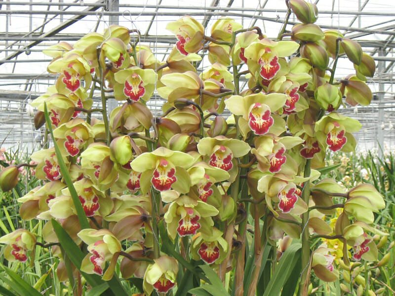orchids1